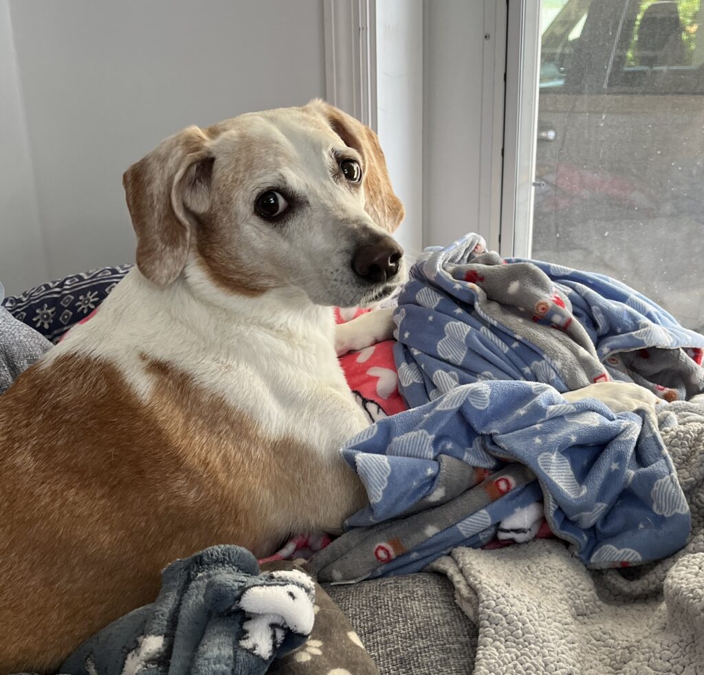 Gertie, a Beagle mix girl, looking back at the camera while sitting on her papasan and blankies in front of the window.